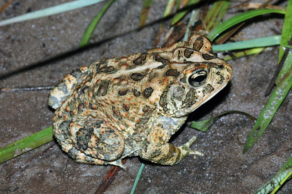 Southern toads (Anaxyrus terrestris) are very common in urban and suburban areas.