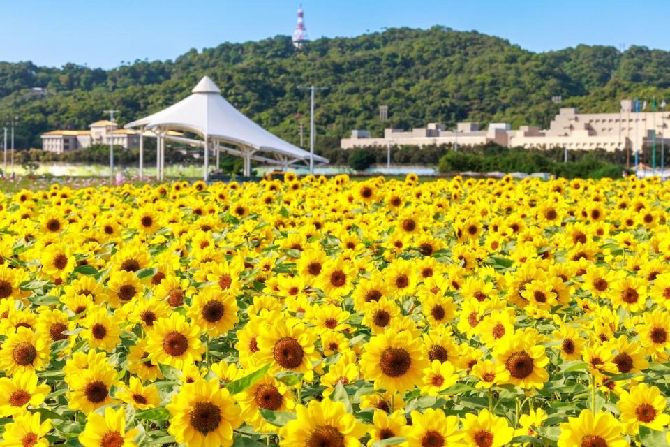 大佳河濱花海（圖片來源：台北市水利處）