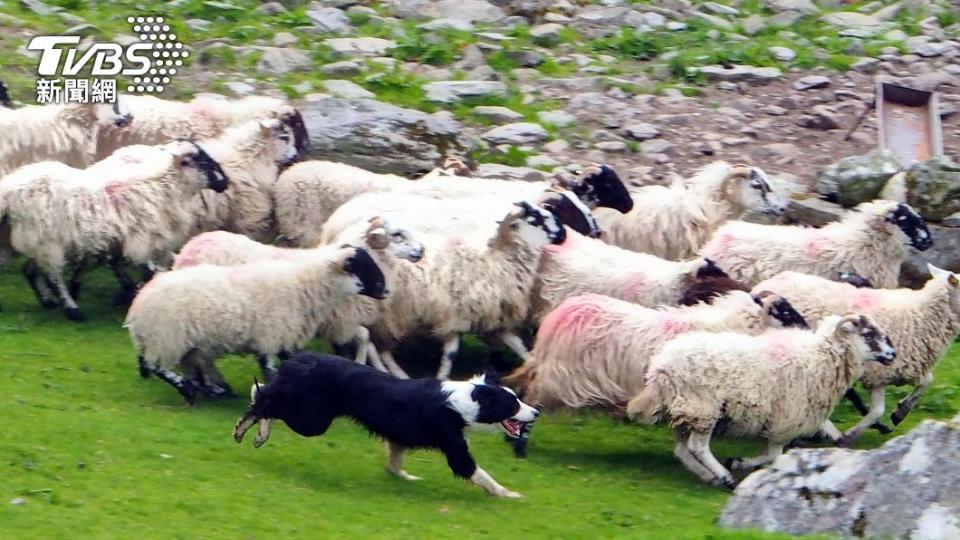 提利被發現時，正在當地牧場「無償」趕羊。（示意圖／shutterstock達志影像）