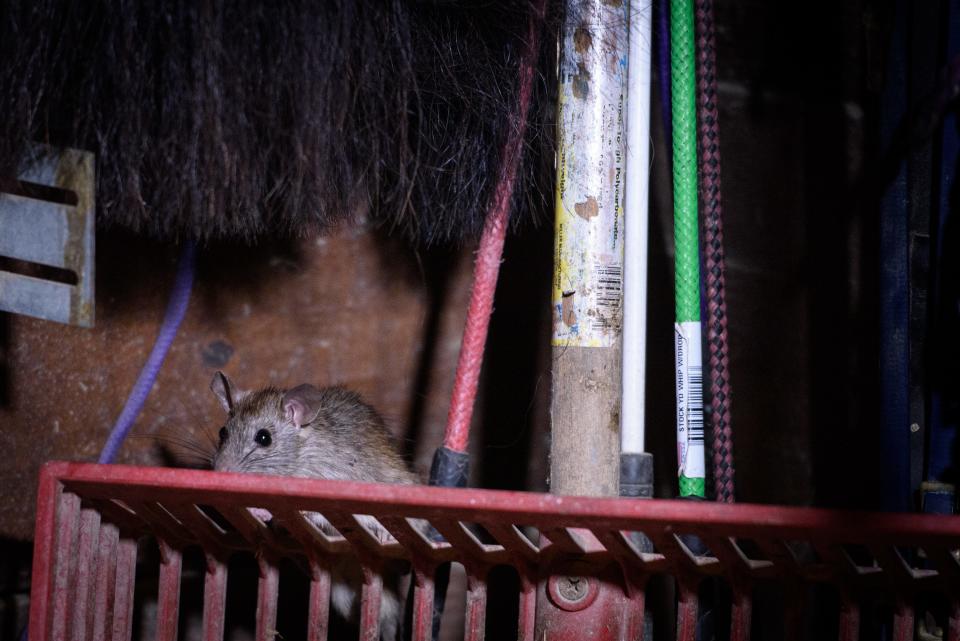 A rat climbs on a muck rake in Chuck and Alison Marrs' stables, Fourth Rock Stables, near Lumber Bridge on Wednesday, July 26, 2023.