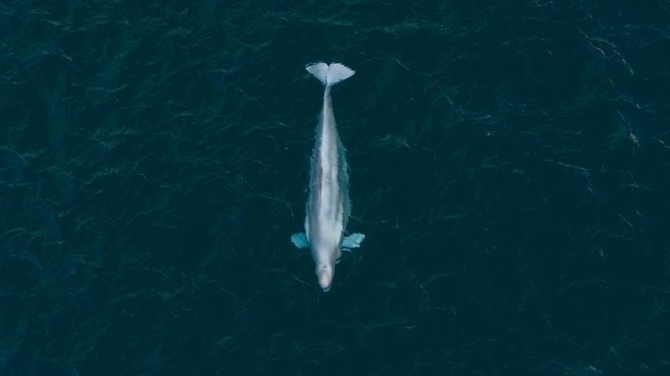 Belugas are typically found in Arctic and subarctic waters, experts said.