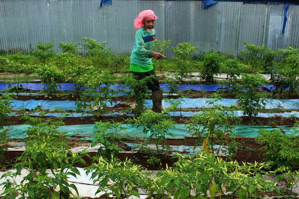 Achmad Dasuki, 94, picks chilies in Indonesia. <a href="http://www.thejakartapost.com/news/2015/08/15/indonesia-70-prepare-aging-population.html" target="_blank">The U.N. has predicted </a>that the percentage of Indonesia's population that's over age 60 will reach 25 percent by 2050.