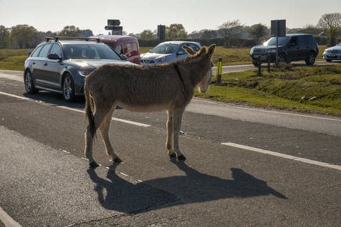 <span class="caption">UK efforts to decarbonise transport are due to hit a roadblock.</span> <span class="attribution"><a class="link " href="https://www.shutterstock.com/image-photo/hampshire-uk-april-11-2019-donkey-1686817870" rel="nofollow noopener" target="_blank" data-ylk="slk:Ajit Wick/Shutterstock;elm:context_link;itc:0;sec:content-canvas">Ajit Wick/Shutterstock</a></span>