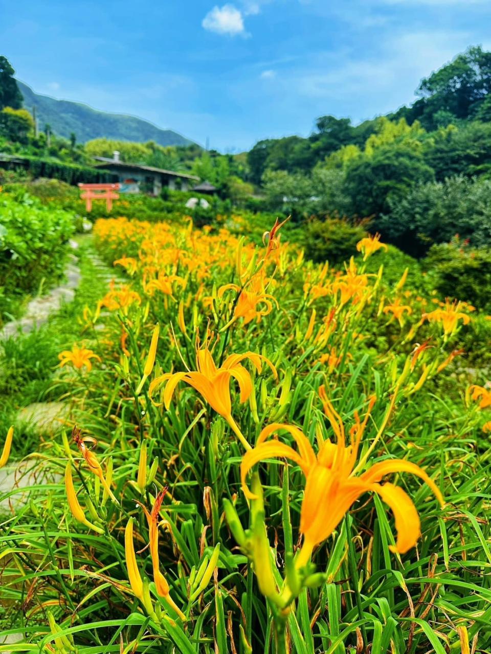 陽明山的金針花開囉  搭公車直奔竹子湖2處「千坪黃金花海秘境」賞花吃白斬雞