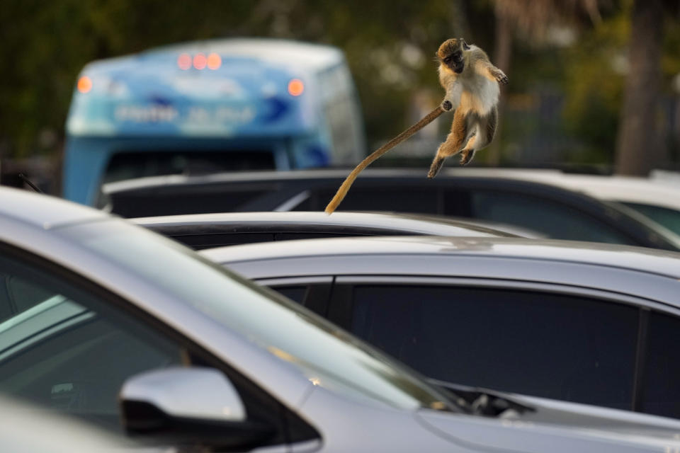 Juvenile female vervet monkey Siggy leaps from car to car in the Park 'N Fly parking lot which is adjacent to the swampy mangrove preserve where the monkey colony lives, Tuesday, March 1, 2022, in Dania Beach, Fla. For 70 years, a group of non-native monkeys has made their home next to a South Florida airport, delighting visitors and becoming local celebrities. (AP Photo/Rebecca Blackwell)