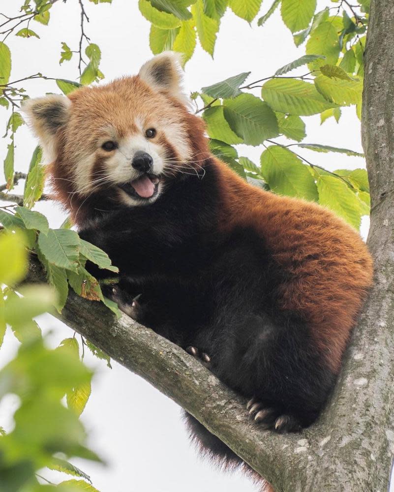 Tilly, who gave birth to Little Red at the wildlife park in Hertfordshire