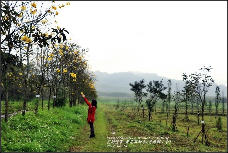 黃花風鈴木(富源國中旁)-2017-03-27.jpg