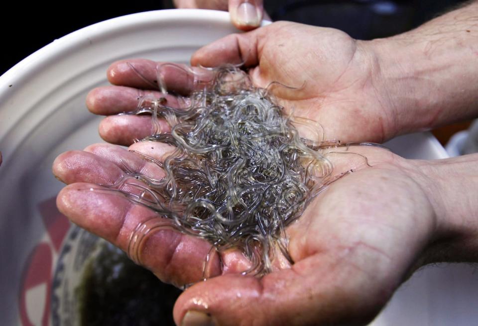 The elver fishery has been a lucrative one, with a kilogram of the baby eels fetching up to $5,000 at one point.  (The Associated Press - image credit)