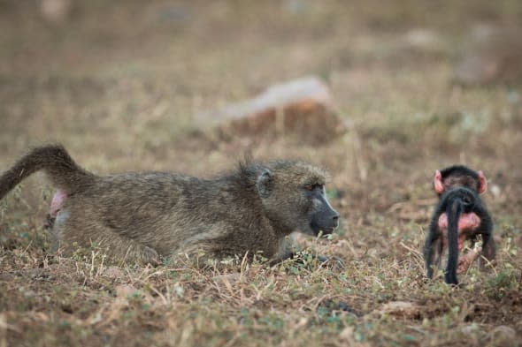 baboon plays with baby at kruger national park