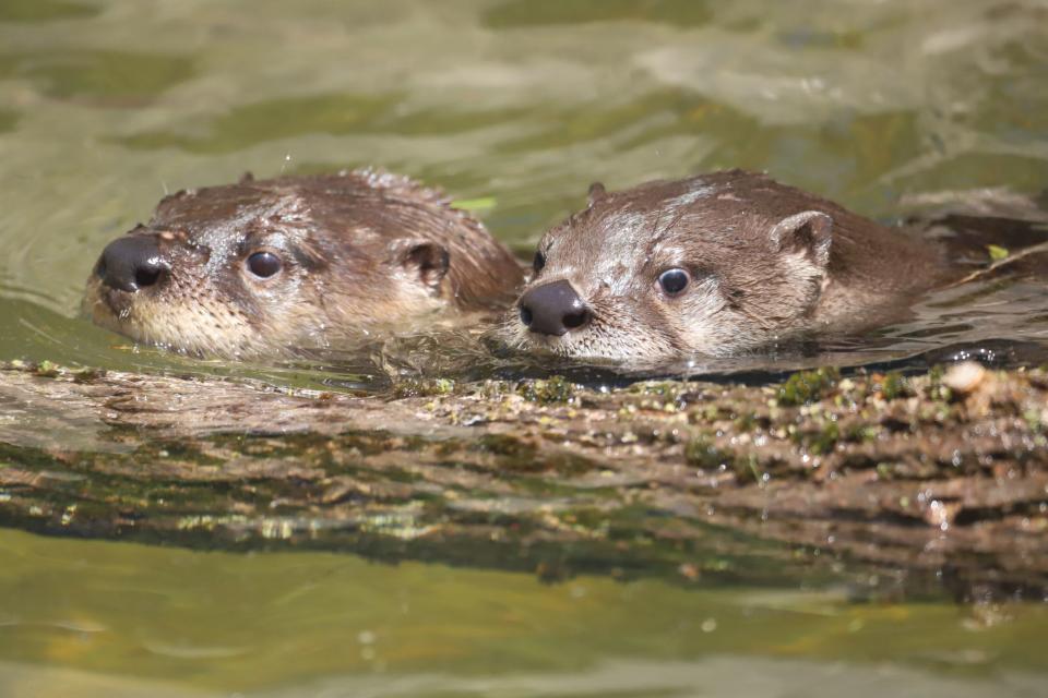 The otters' outdoor habitat has opened at Stone Zoo.