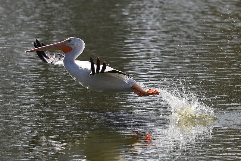 Pelícanos blancos americanos llegan a Ciudad de México