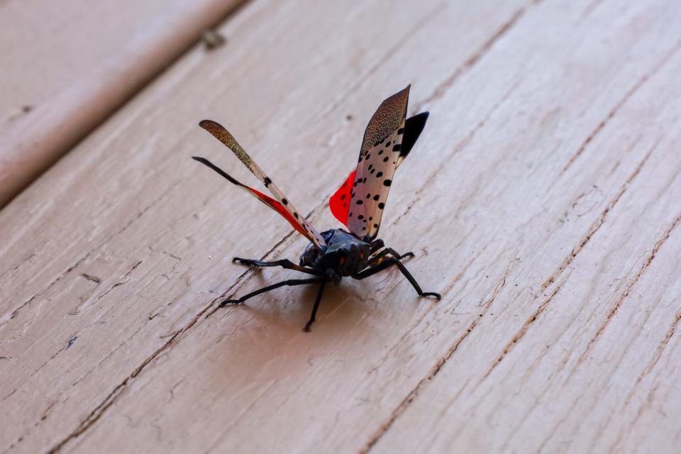 A spotted lanternfly with it's wings spread, exposing a set of red wings underneath it's brown and black exterior. Pesticides can help combat the evasive insects, sometimes paralyzing the bugs as seen in this image.
