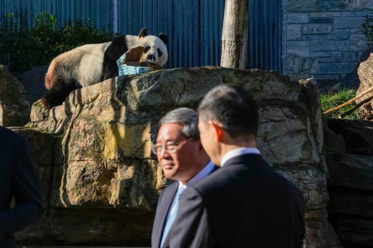 Premier Li Qiang (C) said China will offer Australia two new pandas to replace Wang Wang (pictured) and Fu Ni who will return home this year (Asanka Ratnayake)