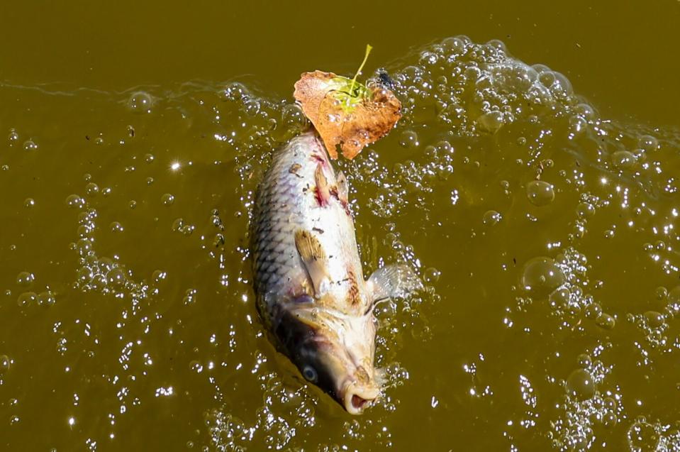 A dead fish floats in green water.