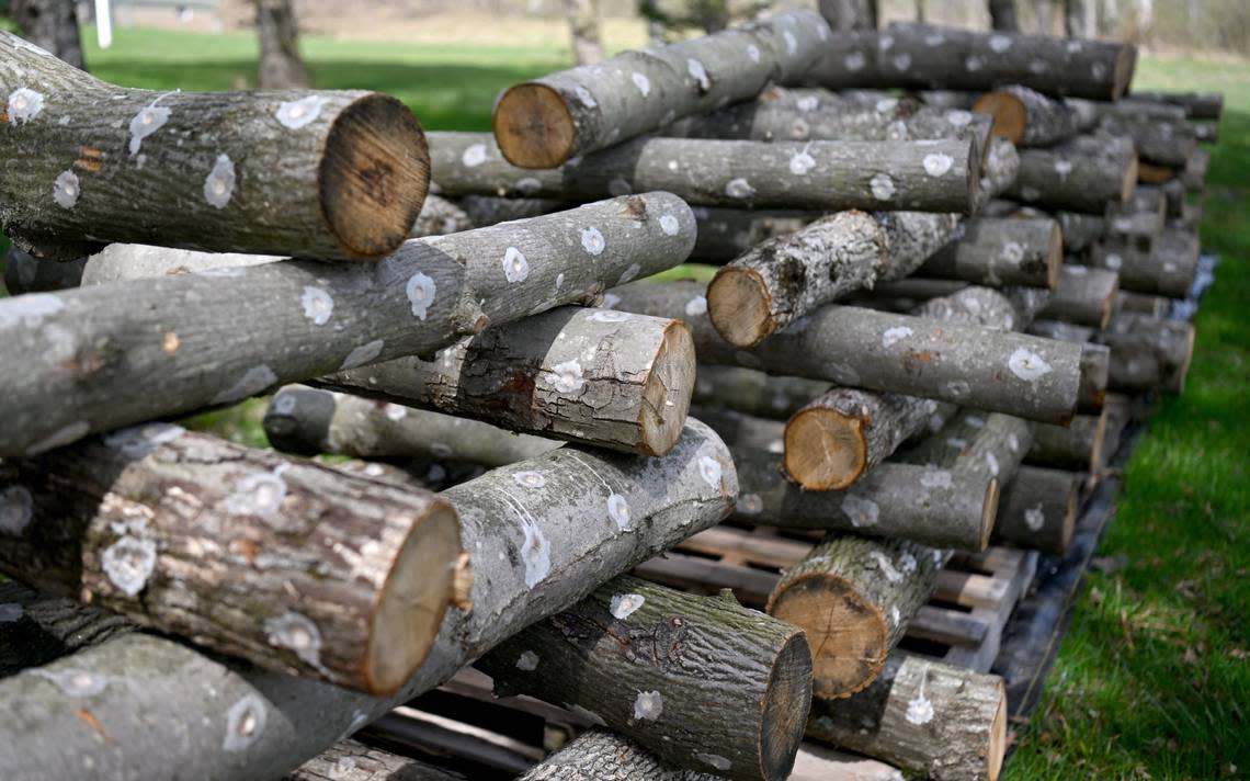 Stacks of logs that will grow shiitake mushrooms at Blackbranch Farm on Tuesday, April 9, 2024.