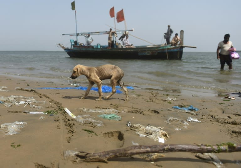 The dogs' survival depends almost entirely on the supplies brought to them by Karachi's fishermen as they trawl the coast