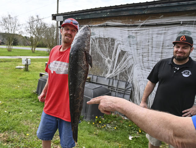 Maryland Spring Snakeheads