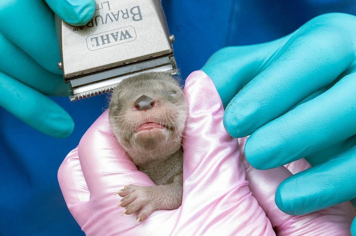 “I need grooming already? I just got here,” this newborn female river otter seems to say during her exam at Zoo Miami on Feb. 8, 2023. The river otter was one of three born to Zinnia, a 5-year-old North American river otter at the South Miami-Dade attraction.