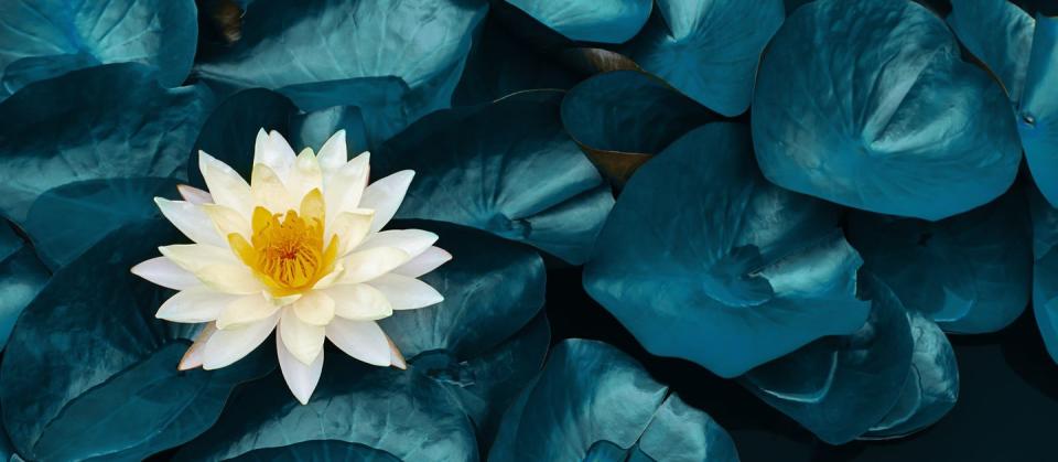white lotus water lily blooming on water surface