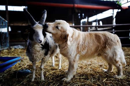 A dog licks the head of a Jacob sheep, in Ramot Naftali, Israel, February 21, 2018. Picture taken February 21, 2018. REUTERS/Amir Cohen