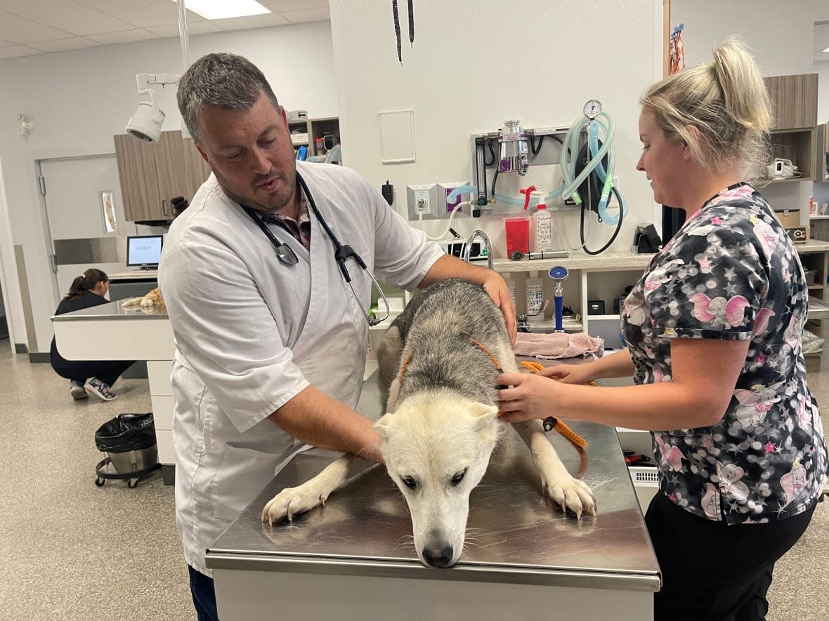 Veterinarian Josh Lawrence, left, and Heather Rempel, veterinary nurse and veterinary health technologist, examine a dog in Vegreville, Alta. (Travis McEwan/CBC - image credit)