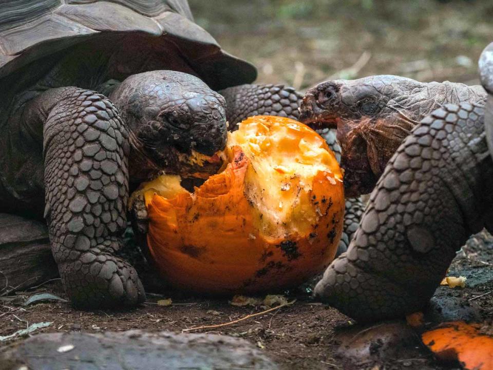Niedliche Kürbisschlacht: So feiern Tiere Halloween im Zoo