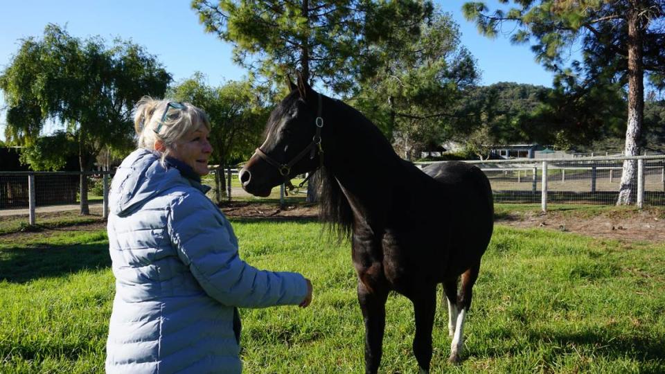 Varian Arabians ranch manager Angela Alvarez stands with 10-year-old breeding stallion Major Mac V, one of the last four Varian-bred Arabian horses still on the property. Varian Arabians Ranch founder Sheila Varian instructed Alvarez to care for the four horses prior to her 2016 death.