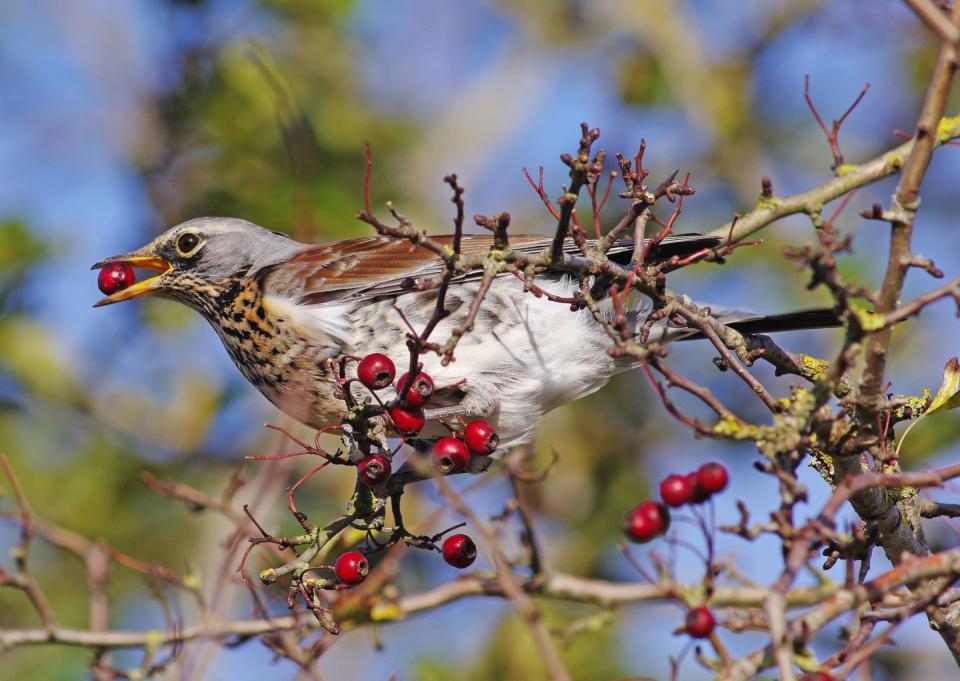 a fieldfare turdus pilaris perched in a bush feeding picture taken on the 10th of november 2017 swindon, wiltshire, england