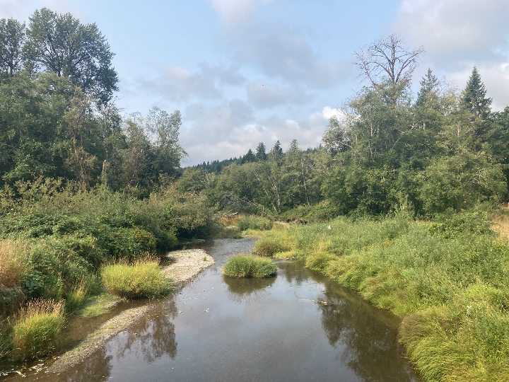 The Great Peninsula Conservancy acquires 183 acres of land along the Tahuya River in 2023. The Bremerton-based nonproft — with its partner, Hood Canal Salmon Enhancement Group — plans to restore the floodplain by demolishing a gambion wall along the river that stops the river from flooding.