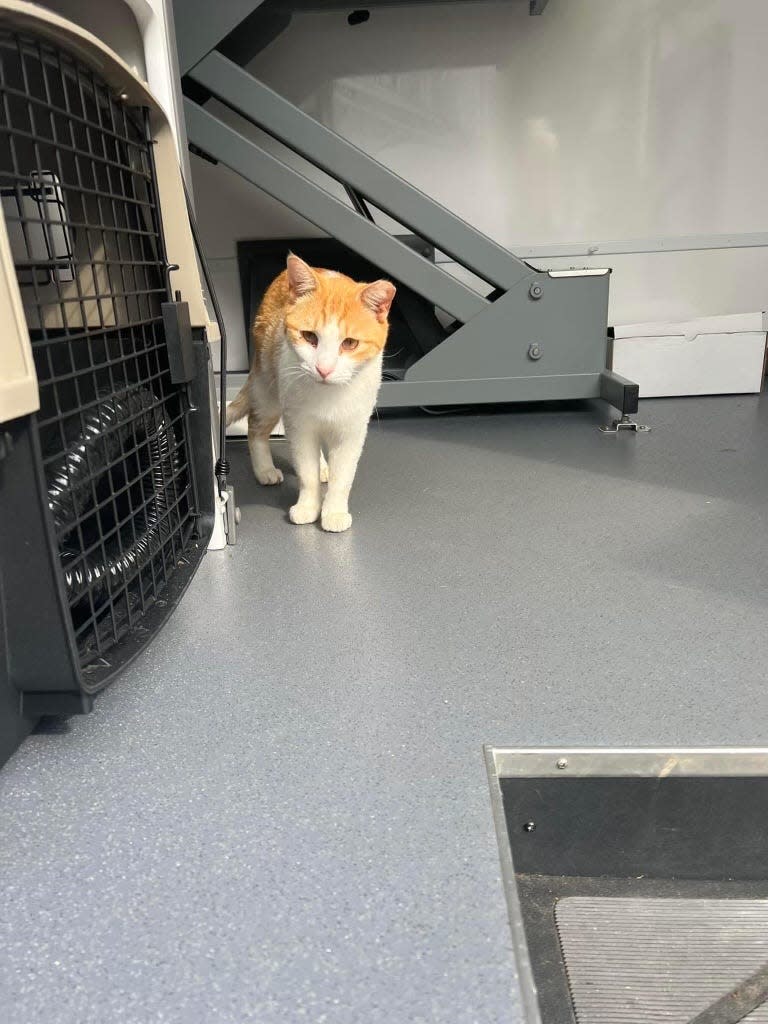 A look inside the Humane Society of Northeast Georgia's mobile unit to provide veterinary services to Augusta's stray cats.