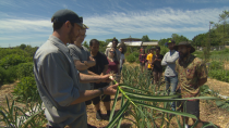 Ulam project: Toronto youth build a culinary connection with Filipino culture