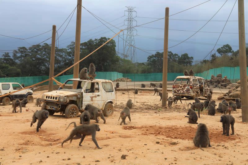 ▲六福村動物園發布訊息指稱狒狒確定為其園區所脫逃，。（圖／新竹縣政府提供）