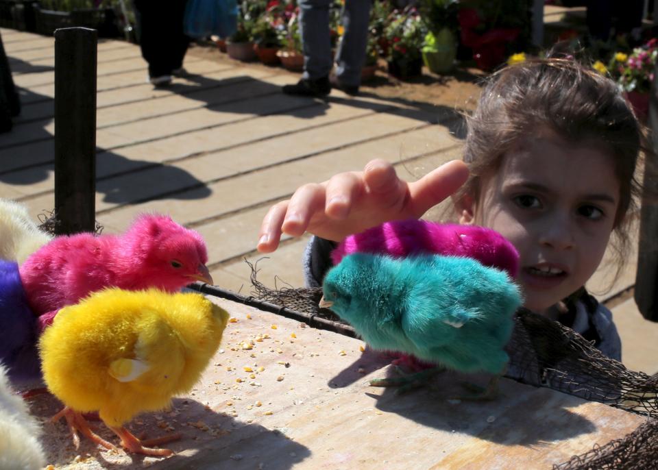 A girl plays with coloured chicks for sale prior to Easter celebrations in Byblos