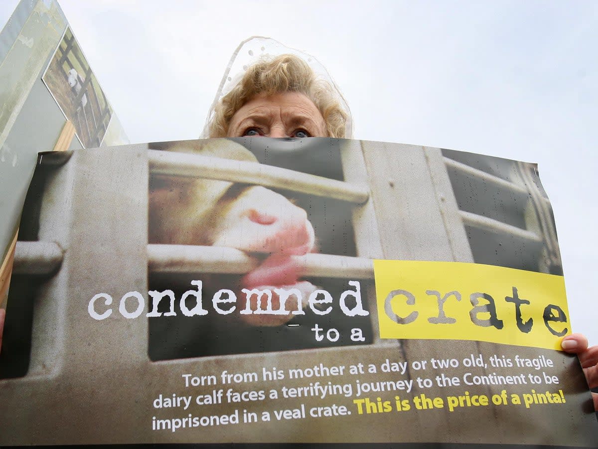 Protests against live exports have been held in Dover since 1989 (AFP via Getty Images)