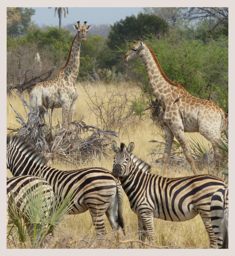 Moremi Game Reserve, Botswana