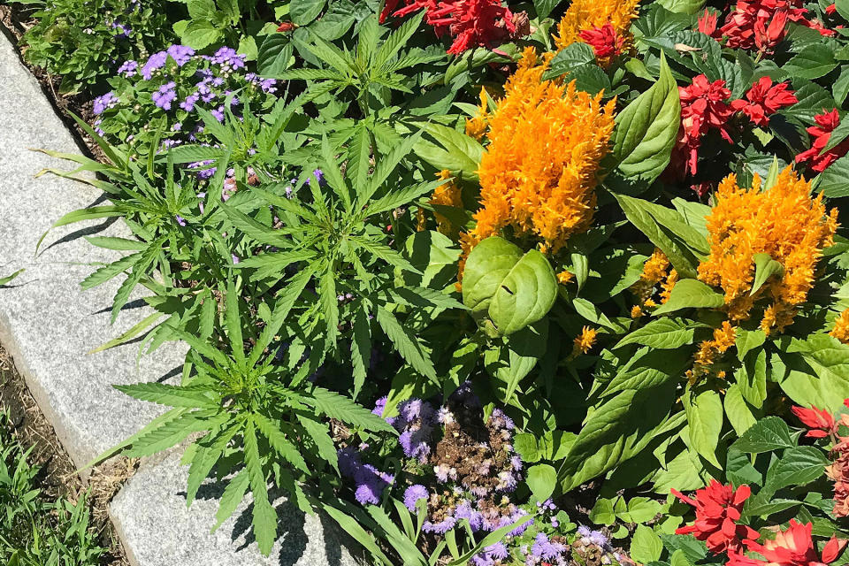 A weed grows in Montpelier, Vermont. - Credit: Matthew Romei/Vermont Capitol Police/AP