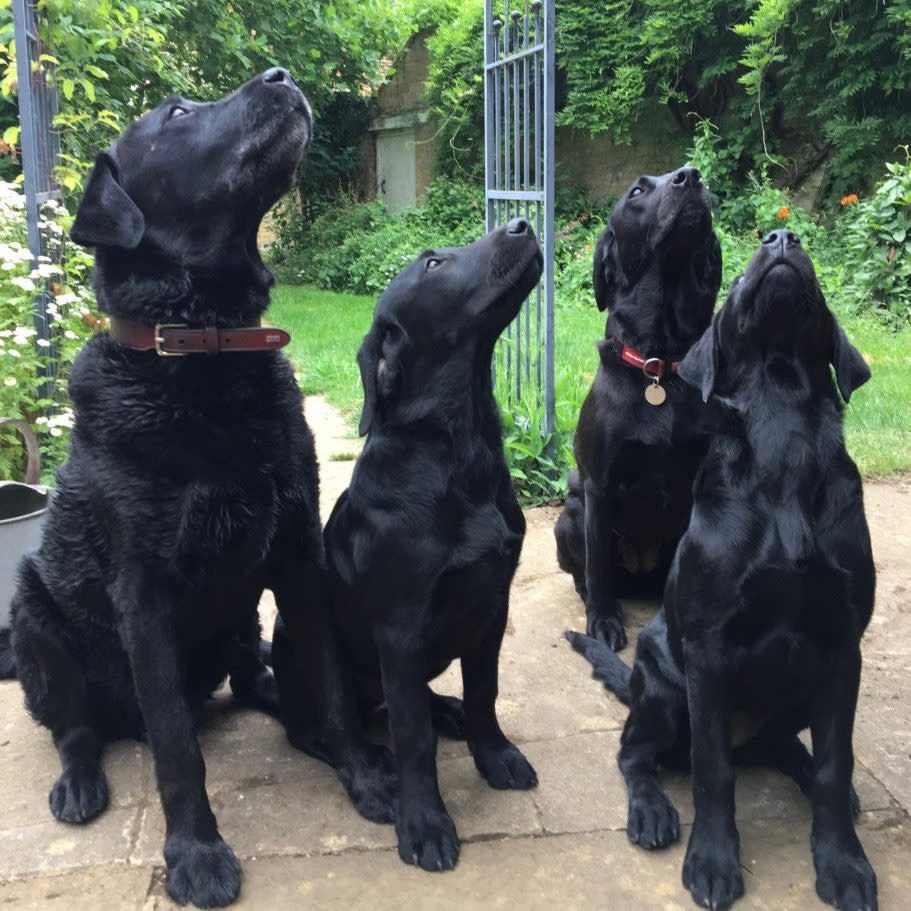 The Cohanes' pet labradors, including Edro, on the left, who died in the fire