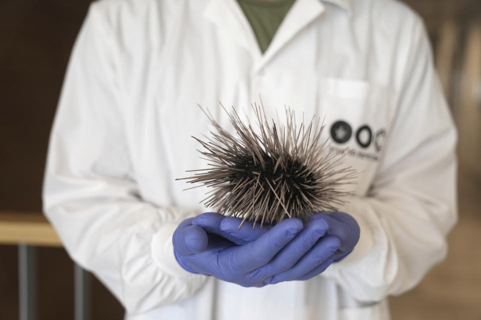 Dr. Omri Bronstein holds a sea urchin specimen of the long-spined Diadema setosum, found in the Mediterranean, at the Steinhardt Museum of Natural History of Tel Aviv University in Tel Aviv, Israel, Wednesday, May 24, 2023. Tel Aviv University scientists say that sea urchins in Israel's Gulf of Eilat in the Red Sea are dying at an alarming rate, threatening the sea's prized coral reef ecosystems. (AP Photo/ Maya Alleruzzo)