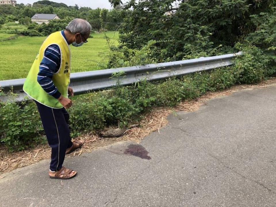 石虎在產業道路遭路殺，巡守志工花了1個多小時才尋獲死亡石虎。（圖：農業處提供）