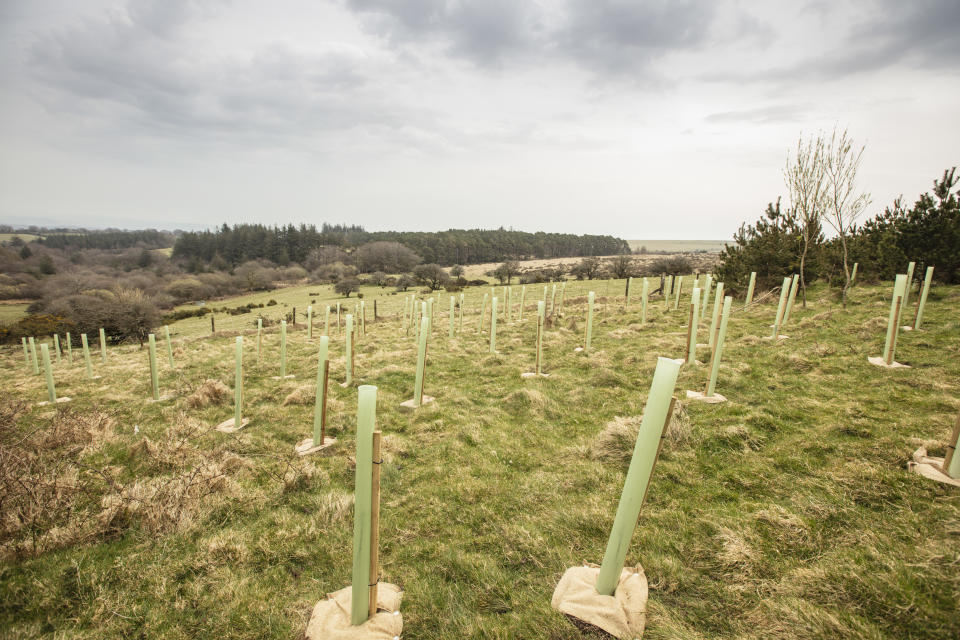 Tree planting