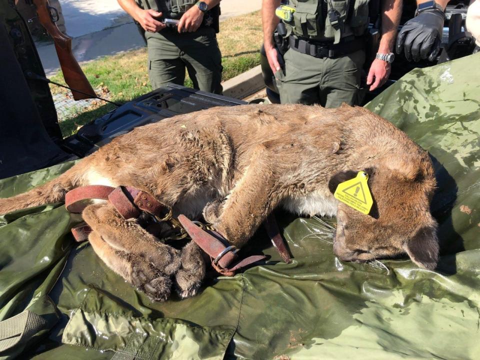 This tranquilized mountain lion was captured and tagged in a Simi Valley neighborhood Saturday by California Department of Fish and Wildlife officials. It will be released back to natural habitat north of the city.