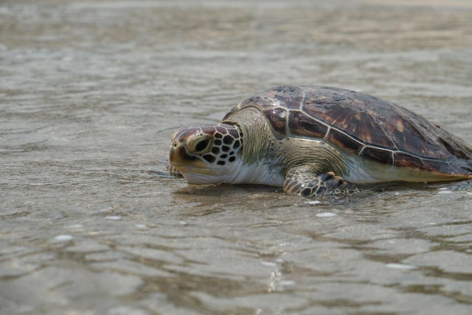 傷癒野放保育類野生動物綠蠵龜。    圖：新北市動保處提供