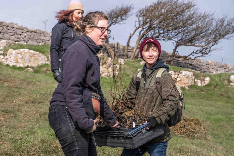 Conservationists reintroduce a rare plant to a secret Welsh location to help save it from extinction. Cotoneaster cambricus is a critically endangered species that is found nowhere else on the planet other than exposed, isolated cliff faces in North Wales. (Chester Zoo)