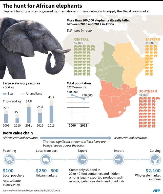 African elephants face an alarming decline in numbers due to the illegal trade in ivory