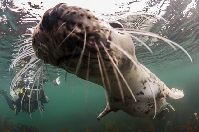 FARNE ISLANDS, UNITED KINGDOM - AUGUST: A young grey seal nears close to the camera, in August, 2014, in the Farne Islands, England.SEALED with a KISS! A group of young seals delighted divers with their amorous behaviour. The grey seals were in a playful mood as they dove with married photographers Caroline and Nick Robertson-Brown.The British pair organise trips near the Puffin Islands in Anglesey and Farne Islands in Northumberland under the name Frogfish Photography. Nick is running in the general election for the Altrincham and Sale West constituency for the Green Party to raise awareness of the need for marine conservation zones.PHOTOGRAPH BY Frogfish Photography / Barcroft MediaUK Office, London.T +44 845 370 2233W www.barcroftmedia.comUSA Office, New York City.T +1 212 796 2458W www.barcroftusa.comIndian Office, Delhi.T +91 11 4053 2429W www.barcroftindia.com