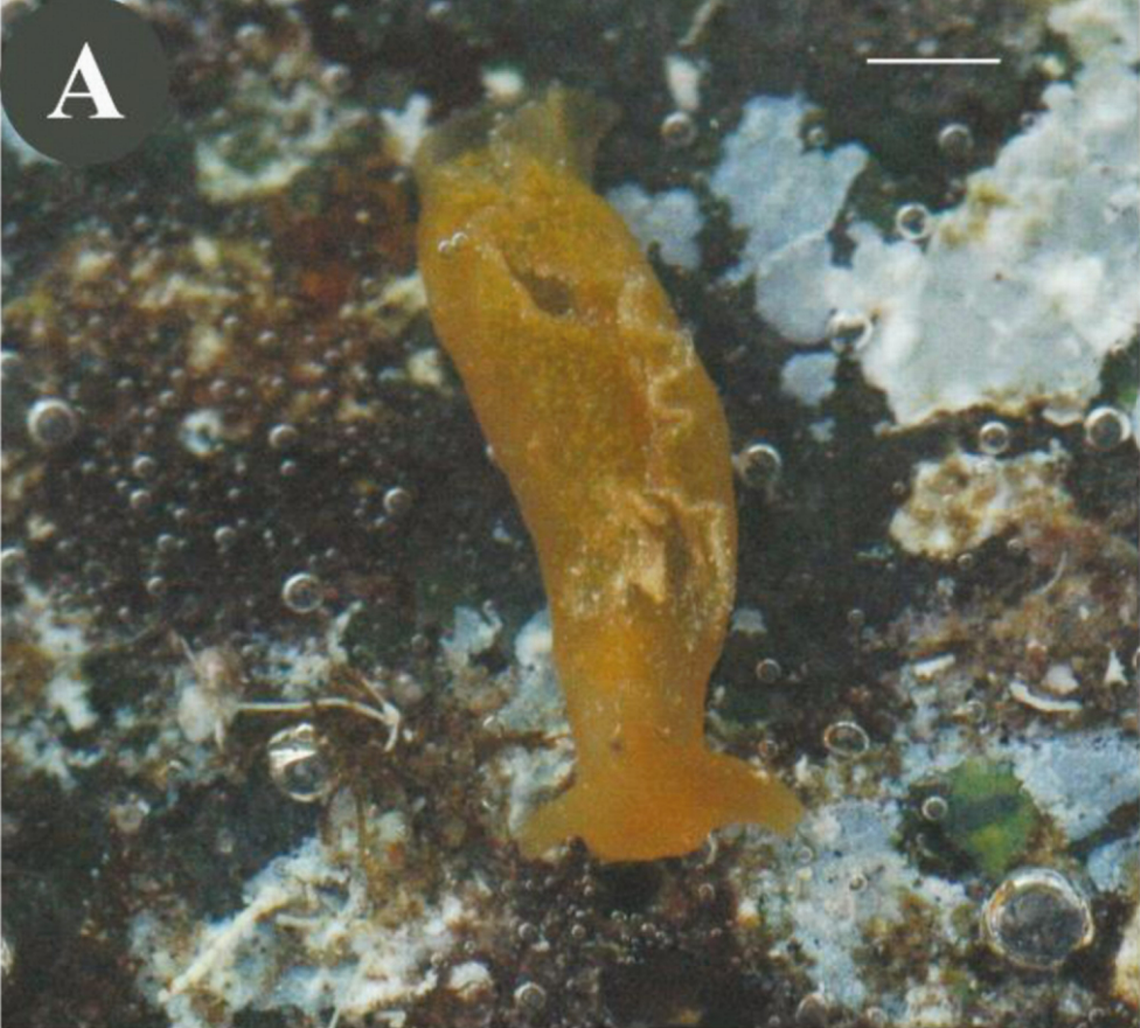 An Elysia azorica, or Azores sap-sucking sea slug, in its natural habitat.
