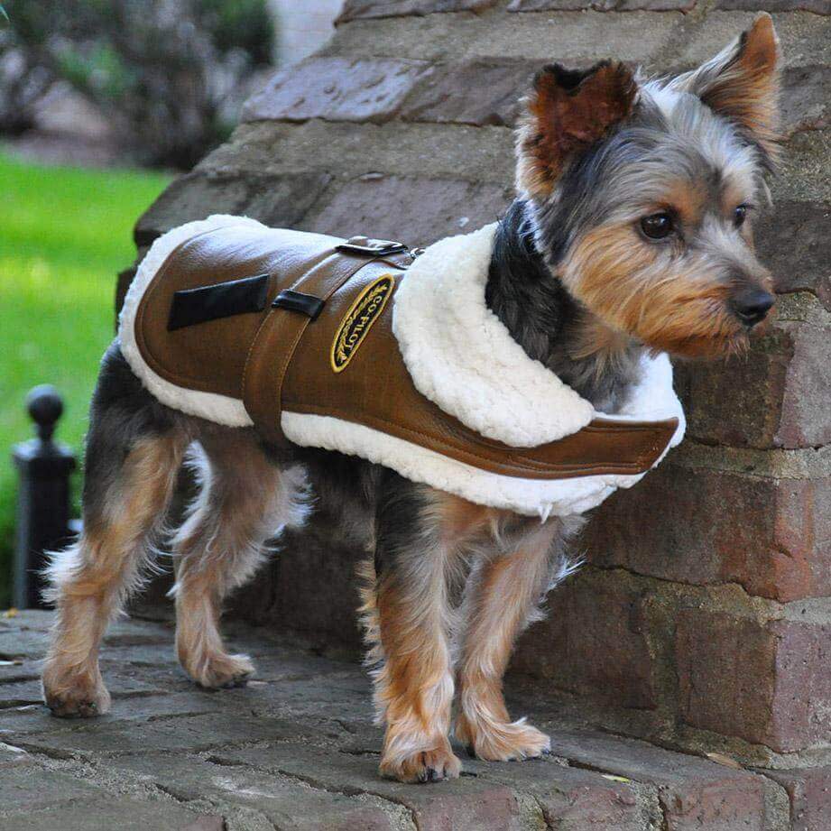 Designer Brown and Black Trim Vintage Bomber Coat & Leash