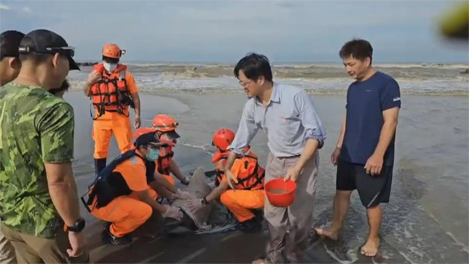 黃金海岸與曾文溪口海豚擱淺　皆先送成大臨時池