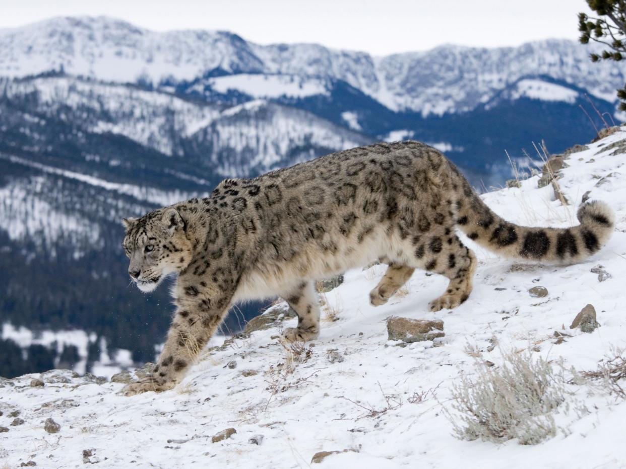 Snow leopards have the longest and thickest fur of any big cat, and a long, thick tail that they can wrap around themselves to stay warm: Alamy