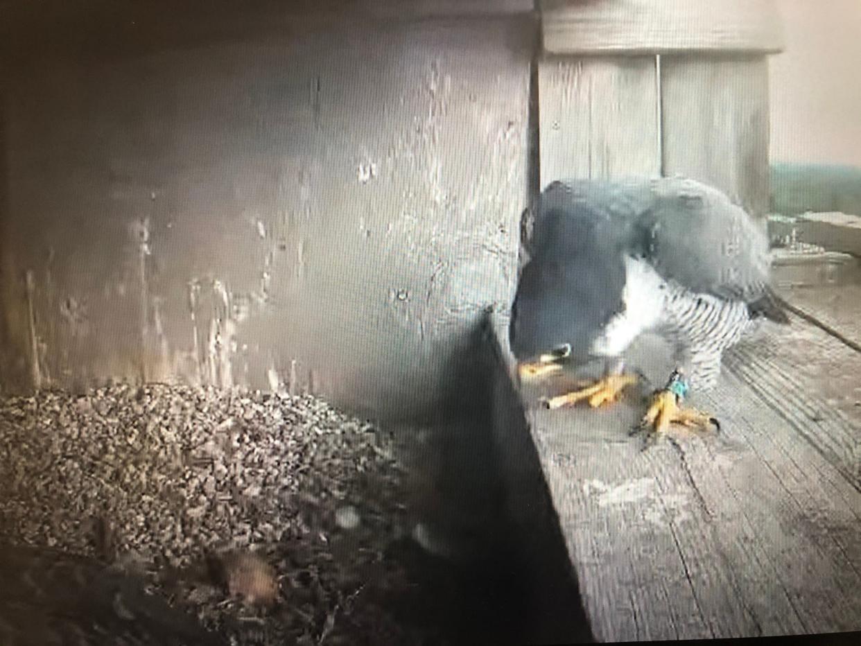 The male peregrine falcon, Flash, looks into the South Bend nest and the one remaining egg, which is no longer viable. The "intruder" female is somewhat hidden to the lower left.